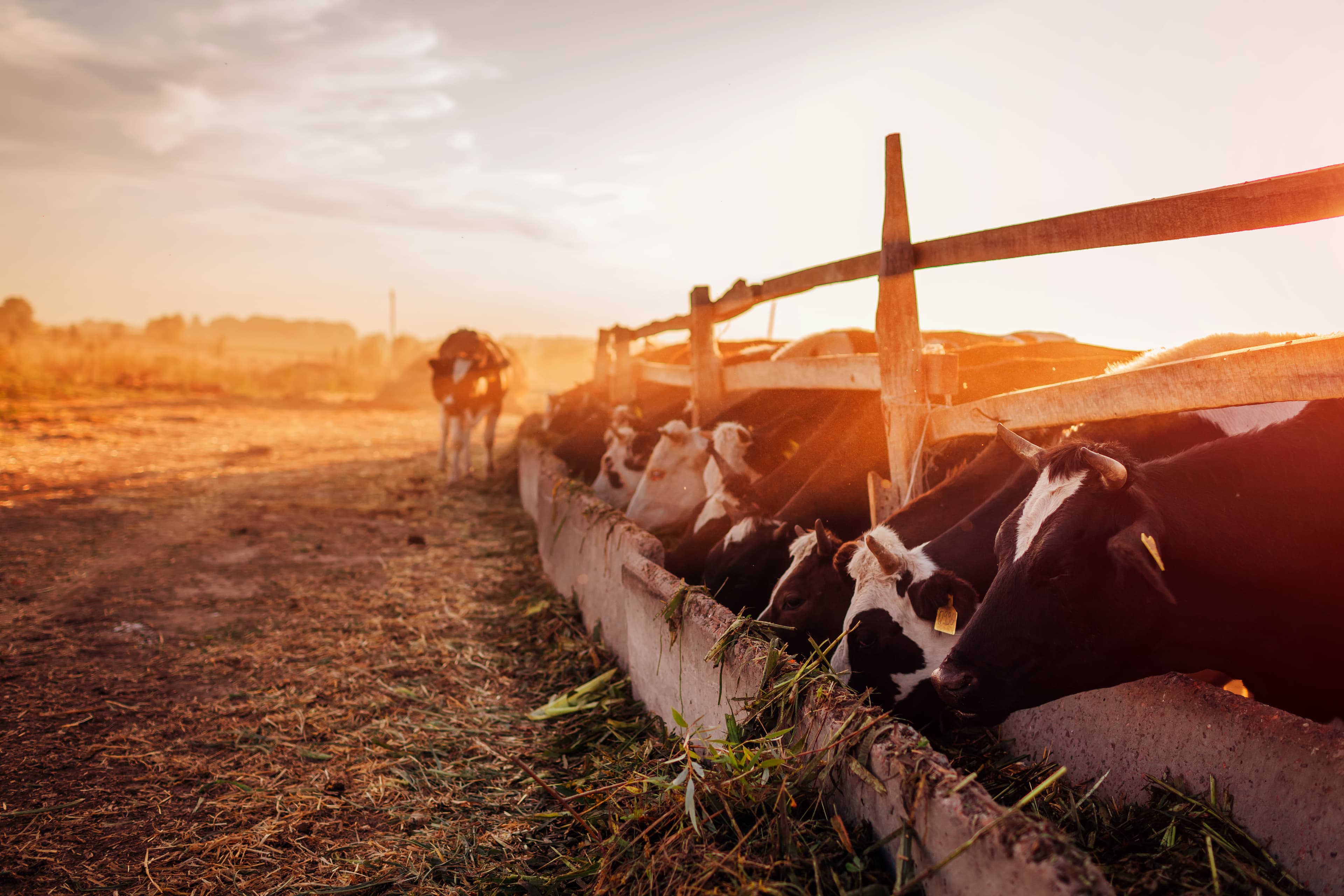Cattle grazing on a farm at sunset